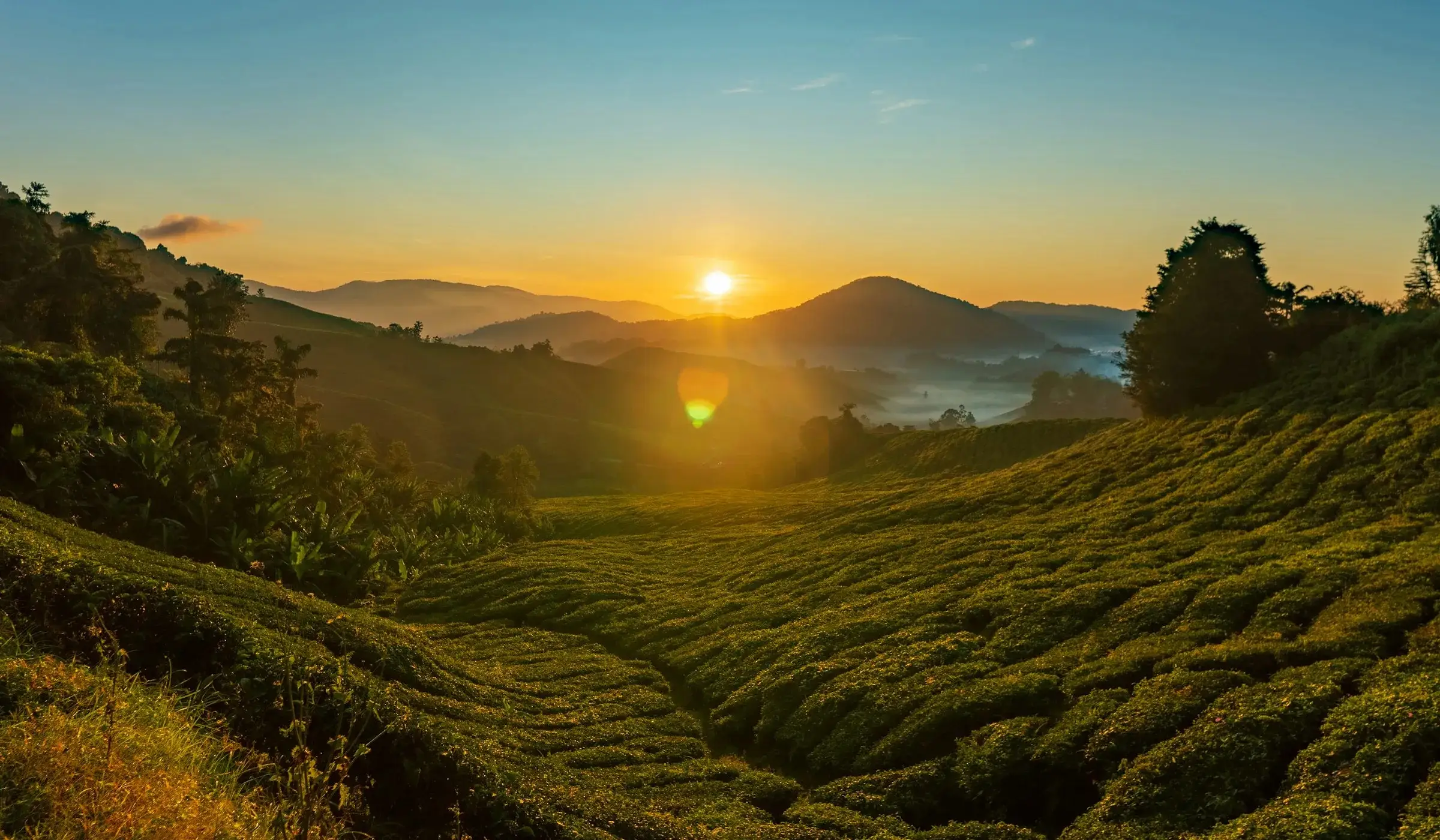 Sunrise over the tea terraces of Cameron Highlands
